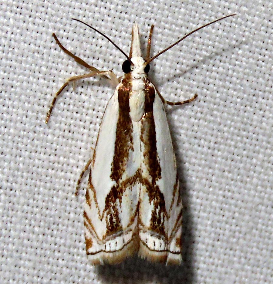 /filer/webapps/moths/media/images/A/attis_Crambus_A_Braun_03.jpg