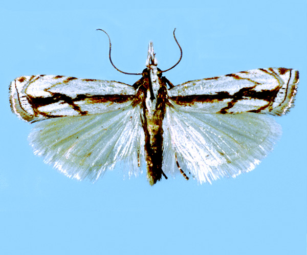 /filer/webapps/moths/media/images/A/attis_fPT_RSA_Woodbush_village.jpg