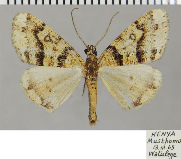 /filer/webapps/moths/media/images/A/aucilla_Xylopteryx_AF_ZSM.jpg