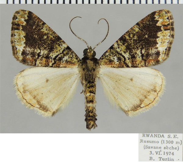 /filer/webapps/moths/media/images/A/aucilla_Xylopteryx_AM_ZSMa.jpg