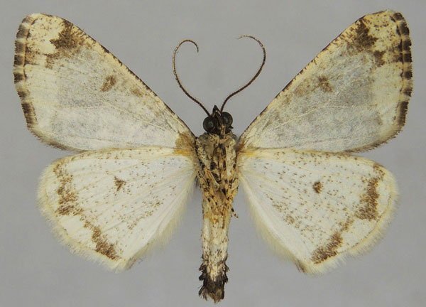 /filer/webapps/moths/media/images/A/aucilla_Xylopteryx_AM_ZSMb.jpg