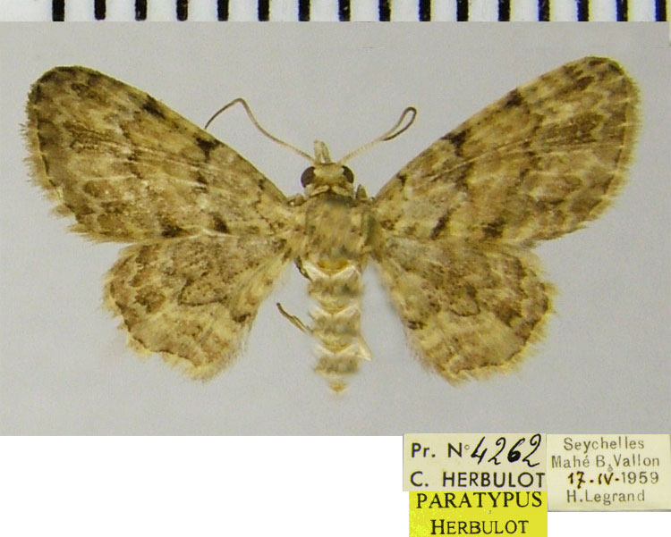 /filer/webapps/moths/media/images/A/aucta_Chloroclystis_PTM_ZSMa.jpg