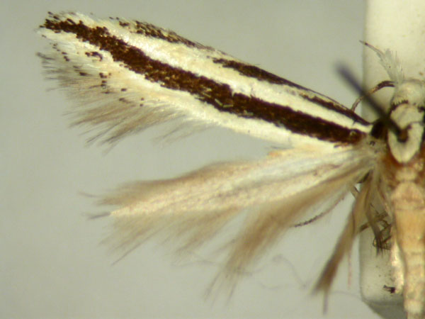 /filer/webapps/moths/media/images/A/audax_Erechthiodes_HT886_TMSA_02.jpg