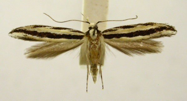 /filer/webapps/moths/media/images/A/audax_Erechthiodes_PT887_TMSA_01.jpg