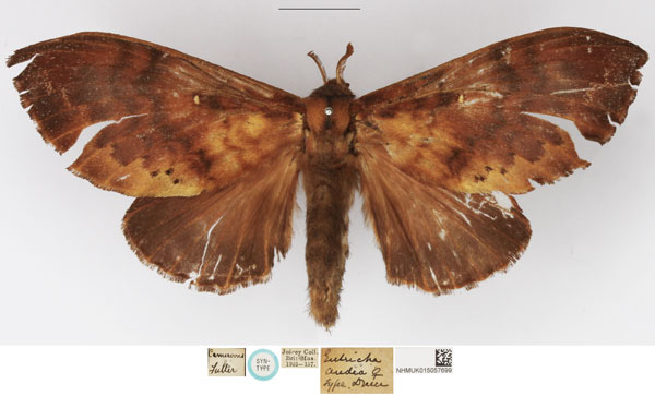 /filer/webapps/moths/media/images/A/audea_Eutricha_STF_NHMUK.jpg