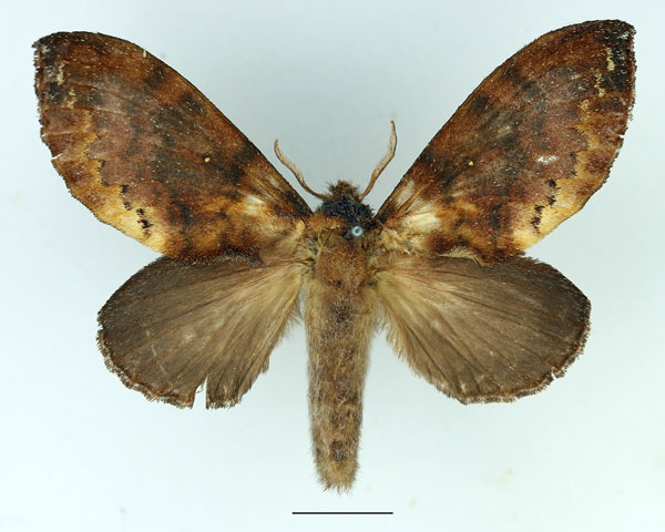 /filer/webapps/moths/media/images/A/audea_Mallocampa_AF_Basquin_01.jpg