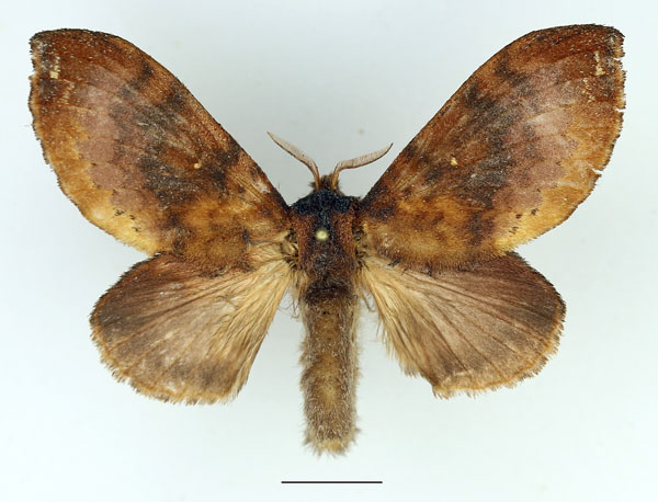 /filer/webapps/moths/media/images/A/audea_Mallocampa_AF_Basquin_02.jpg
