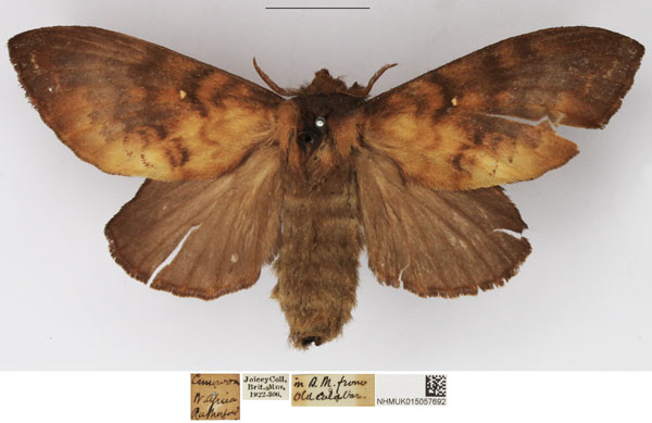 /filer/webapps/moths/media/images/A/audea_Mallocampa_AF_NHMUK.jpg
