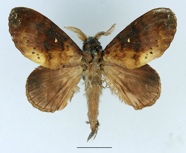 /filer/webapps/moths/media/images/A/audea_Mallocampa_AM_Basquin_01.jpg