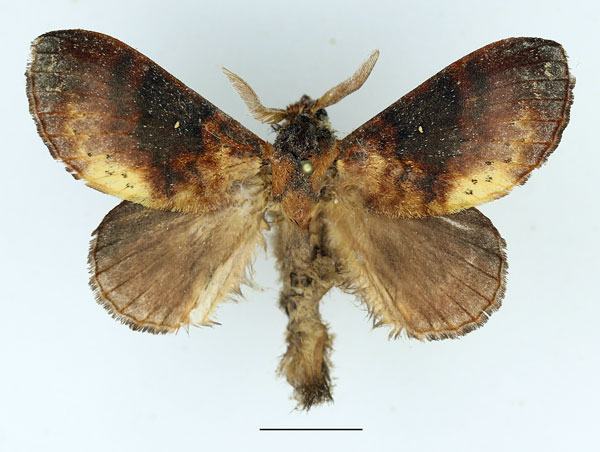 /filer/webapps/moths/media/images/A/audea_Mallocampa_AM_Basquin_02.jpg