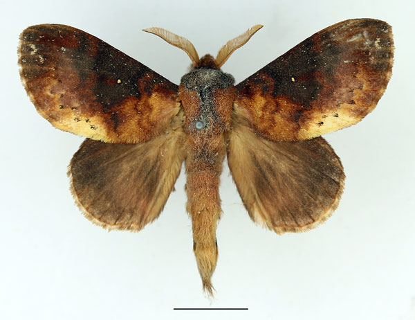 /filer/webapps/moths/media/images/A/audea_Mallocampa_AM_Basquin_03.jpg