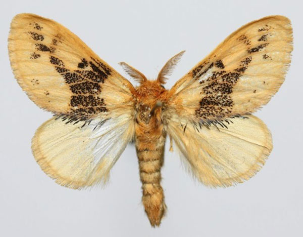 /filer/webapps/moths/media/images/A/audeoudi_Euproctis_AM_Delassise_01.jpg