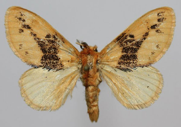 /filer/webapps/moths/media/images/A/audeoudi_Euproctis_AM_Delassise_02.jpg