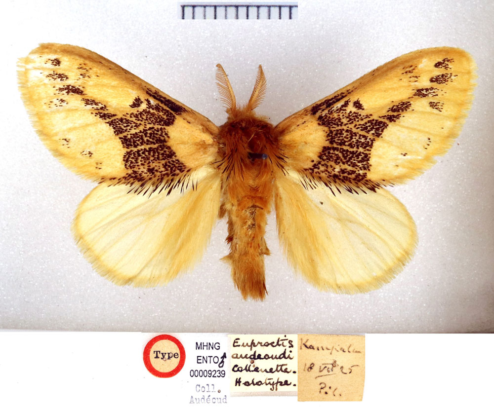 /filer/webapps/moths/media/images/A/audeoudi_Euproctis_HT_MHNG.jpg