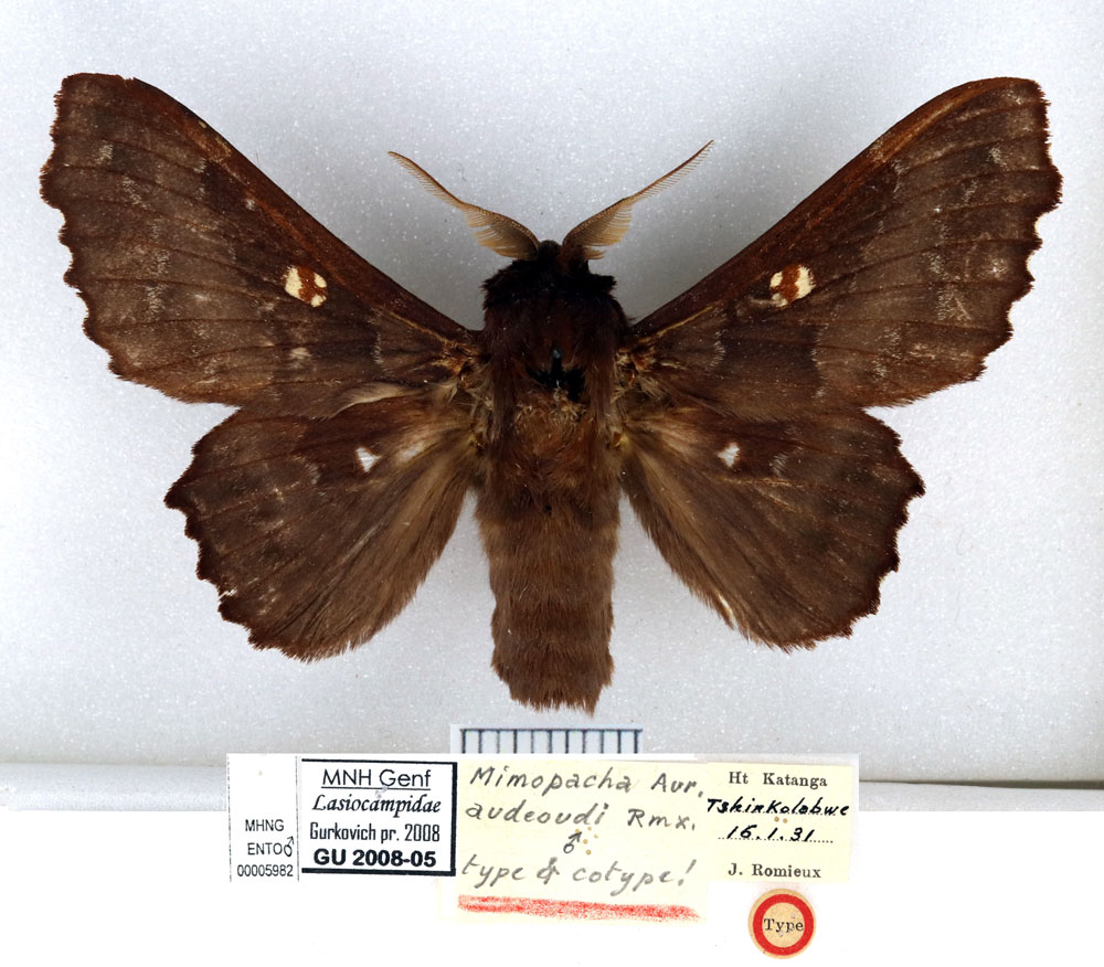 /filer/webapps/moths/media/images/A/audeoudi_Mimopacha_HT_MHNGa.jpg