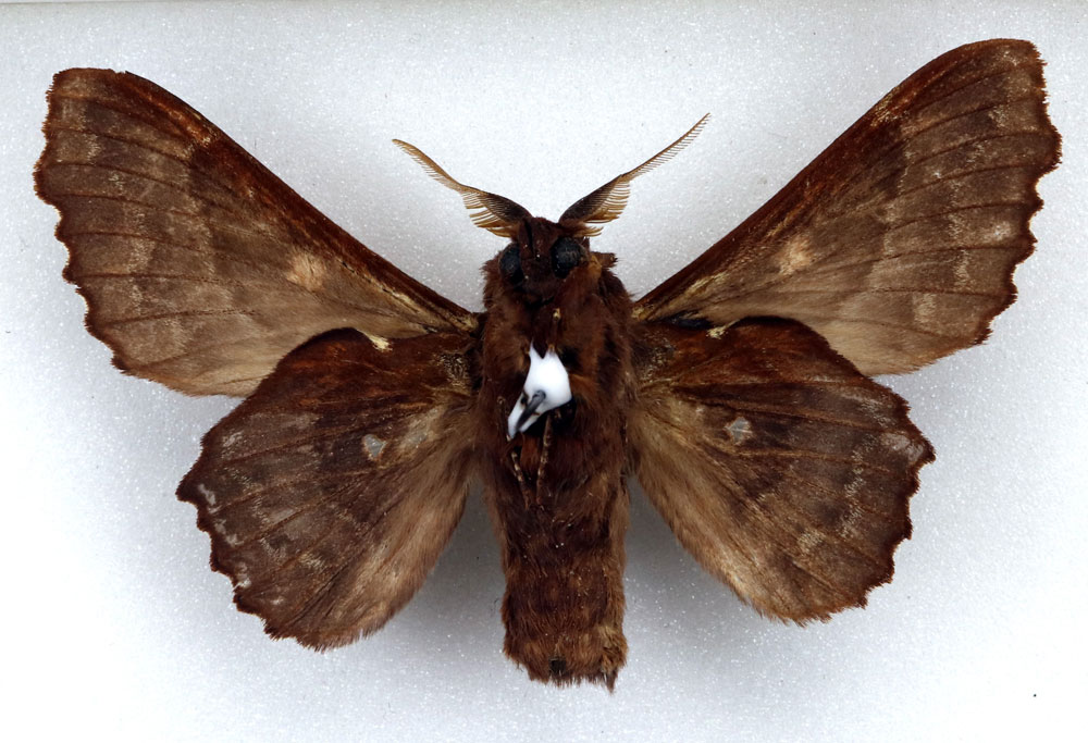 /filer/webapps/moths/media/images/A/audeoudi_Mimopacha_HT_MHNGb.jpg