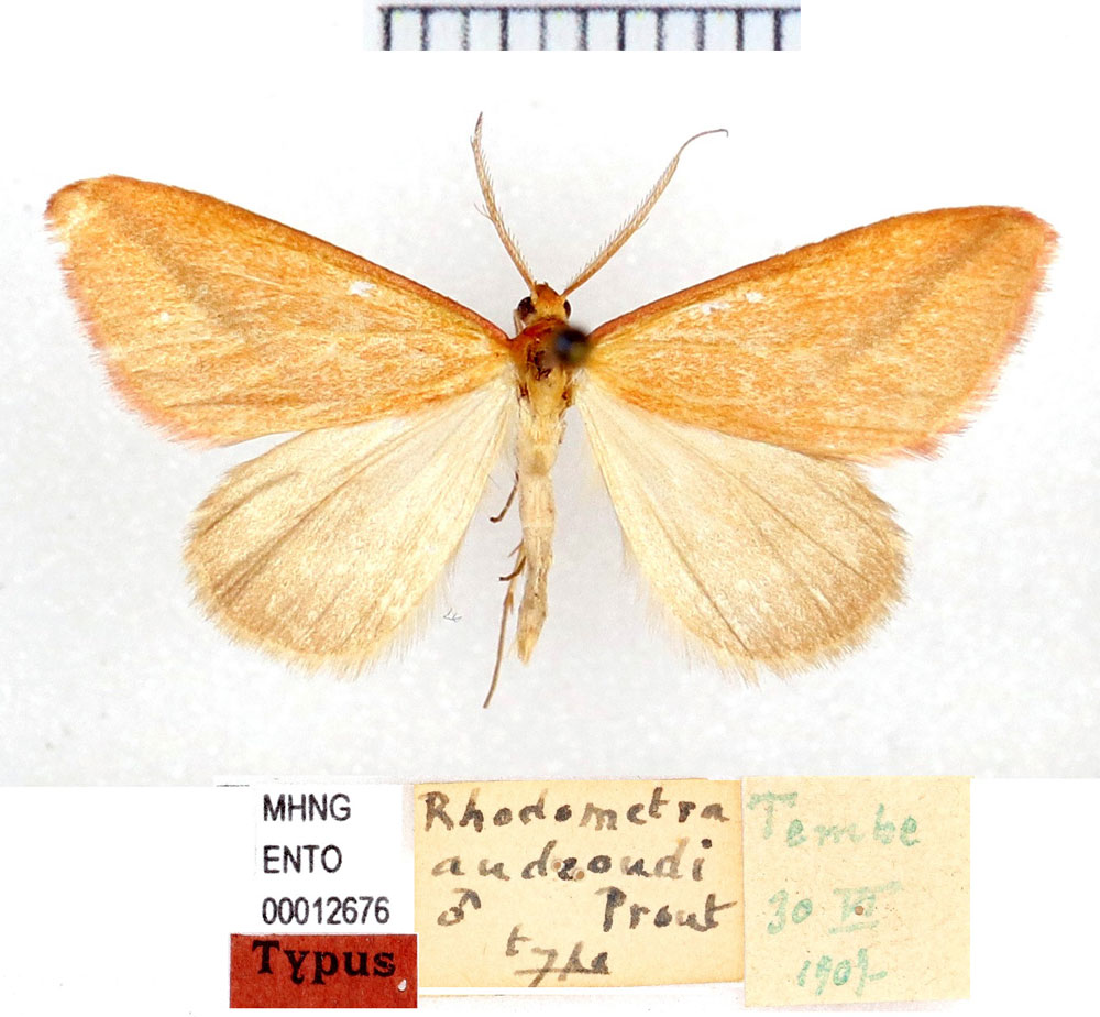 /filer/webapps/moths/media/images/A/audeoudi_Rhodometra_HT_MHNG.jpg