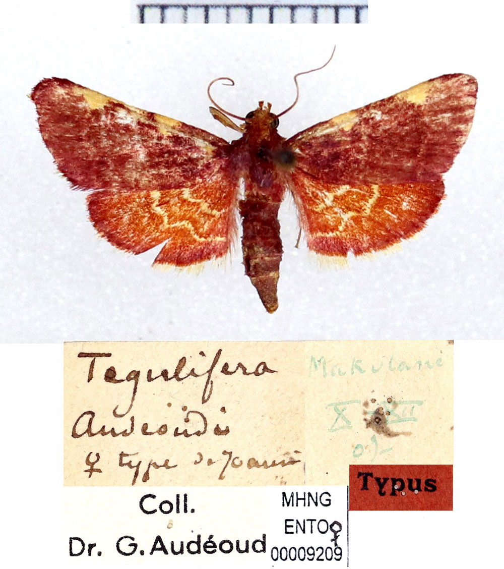 /filer/webapps/moths/media/images/A/audeoudi_Tegulifera_HT_MHNG.jpg