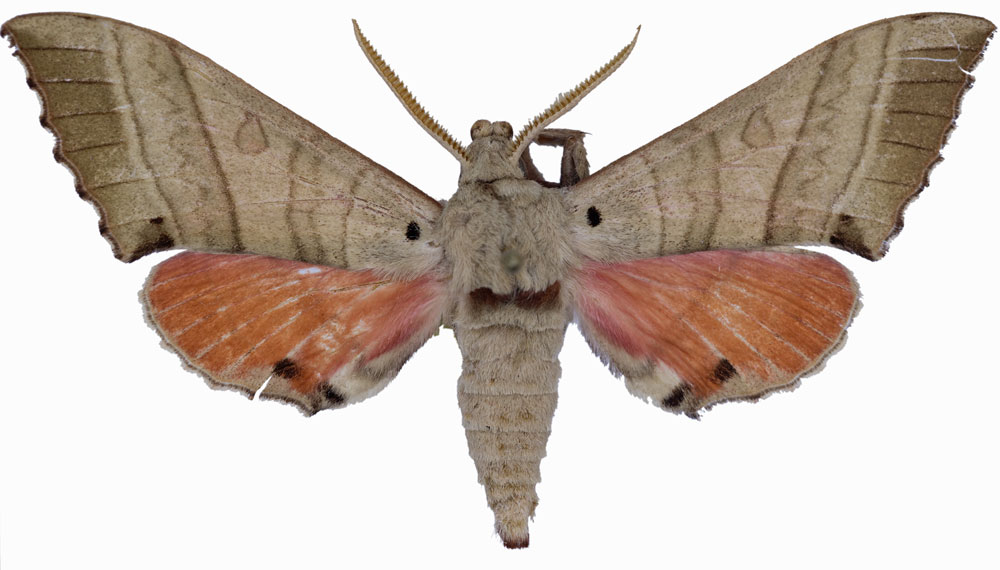/filer/webapps/moths/media/images/A/audreyae_Rufoclanis_HT_Schmit.jpg