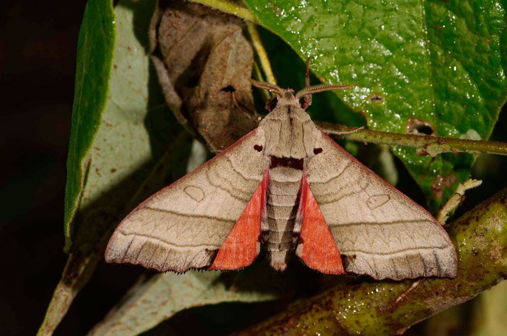 /filer/webapps/moths/media/images/A/audreyae_Rufoclanis_PTM_Schmit.jpg