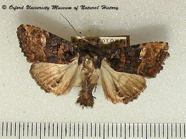 /filer/webapps/moths/media/images/A/augens_Euplexia_A_OUMNH.jpg