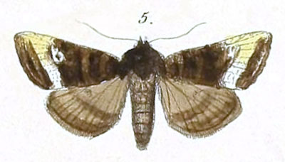 /filer/webapps/moths/media/images/A/augens_Euplexia_Felder_110_5.jpg