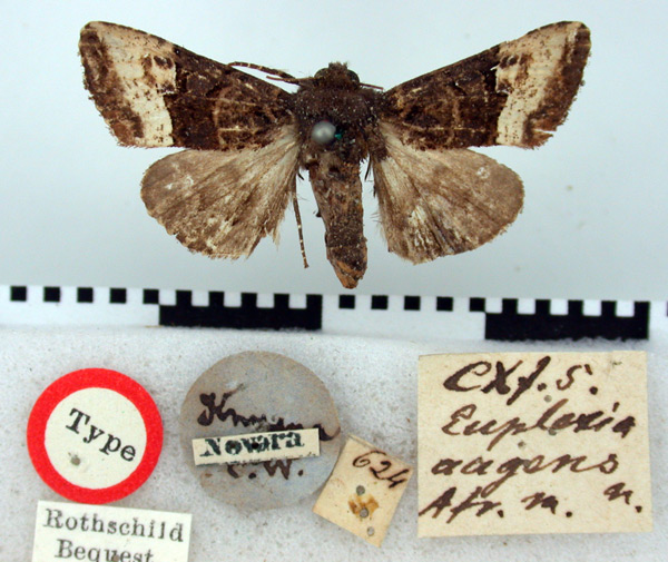 /filer/webapps/moths/media/images/A/augens_Euplexia_HT_BMNH.jpg