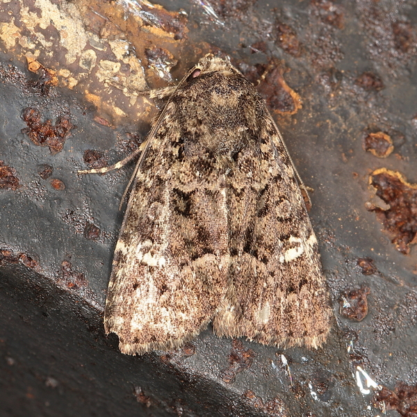 /filer/webapps/moths/media/images/A/augens_augens_Euplexia_A_Heyns_01.JPG