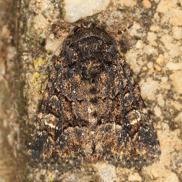 /filer/webapps/moths/media/images/A/augens_augens_Euplexia_A_Heyns_02.JPG
