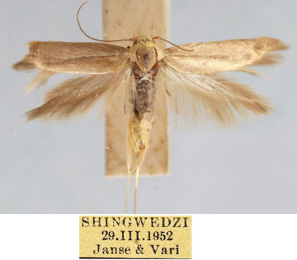 /filer/webapps/moths/media/images/A/aulaeella_Scythris_HT_TMSA_gd4d832.jpg