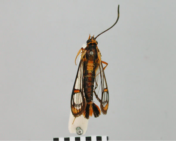 /filer/webapps/moths/media/images/A/aulograpta_Synanthedon_HT_BMNH.jpg