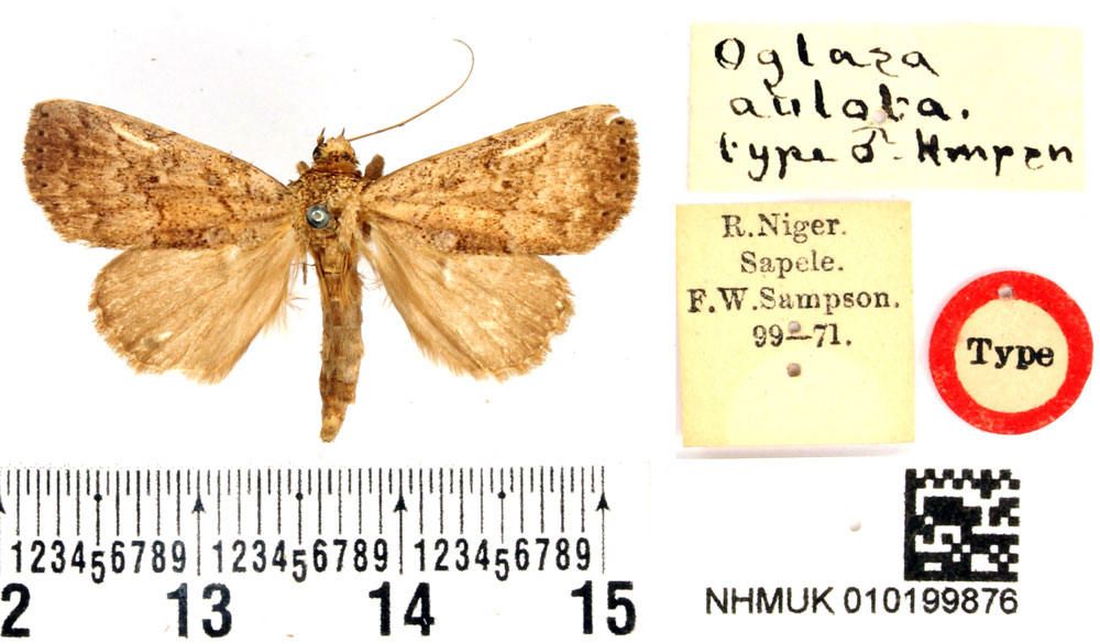 /filer/webapps/moths/media/images/A/aulota_Oglasa_HT_BMNH.jpg