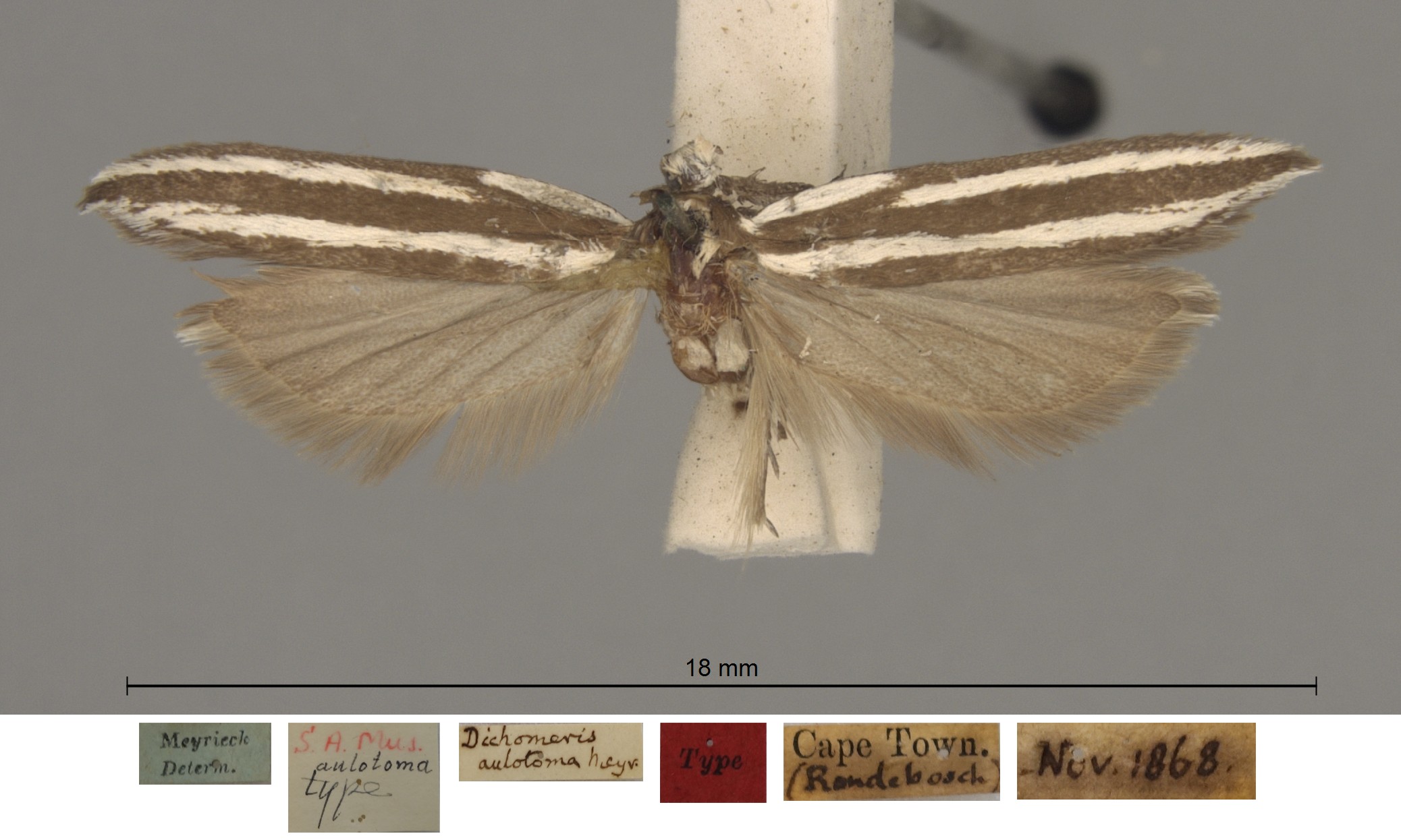 /filer/webapps/moths/media/images/A/aulotoma_Dichomeris_HTM__SAMC.jpg