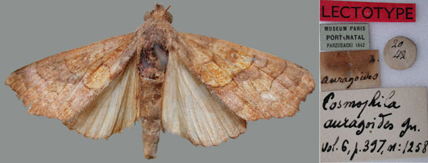 /filer/webapps/moths/media/images/A/auragoides_Anomis_LT_MNHN.jpg