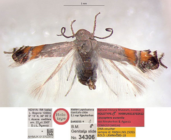 /filer/webapps/moths/media/images/A/aurantia_Leucoptera_HT_NHMUK.jpg