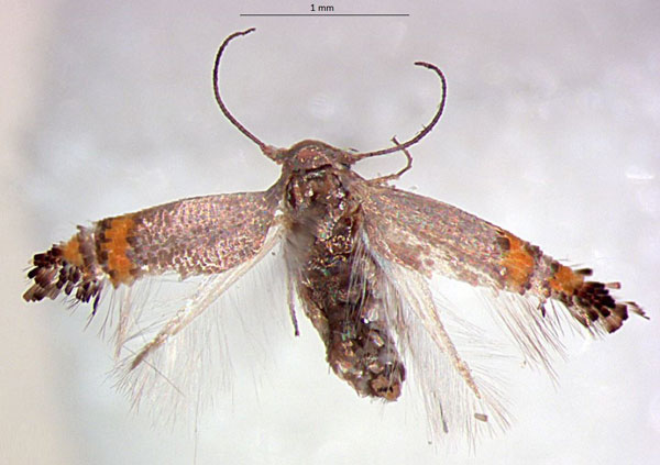 /filer/webapps/moths/media/images/A/aurantia_Leucoptera_PTF_RMNH.jpg