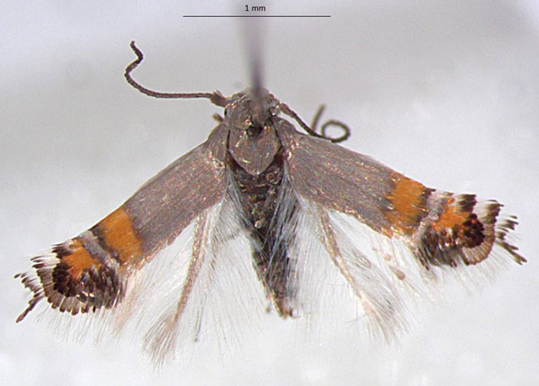 /filer/webapps/moths/media/images/A/aurantia_Leucoptera_PTM_RMNH.jpg