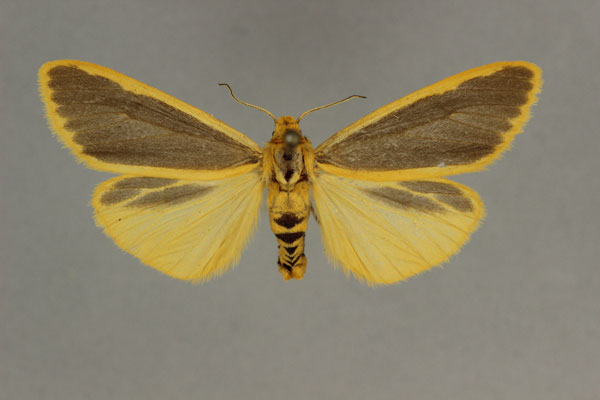 /filer/webapps/moths/media/images/A/aurantiaca_Acantharctia_LT_BMNH.jpg