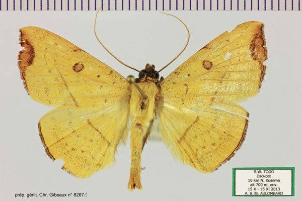 /filer/webapps/moths/media/images/A/aurantiaca_Blasticorrhinus_AM_Aulombard.jpg