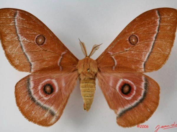 /filer/webapps/moths/media/images/A/aurantiaca_Bunaeopsis_A_Albert.jpg