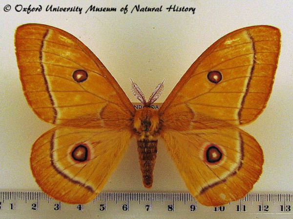 /filer/webapps/moths/media/images/A/aurantiaca_Bunaeopsis_A_OUMNH.jpg