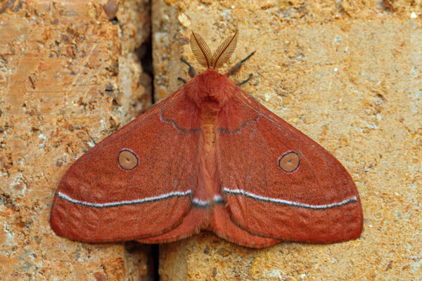 /filer/webapps/moths/media/images/A/aurantiaca_Bunaeopsis_A_Voaden.jpg