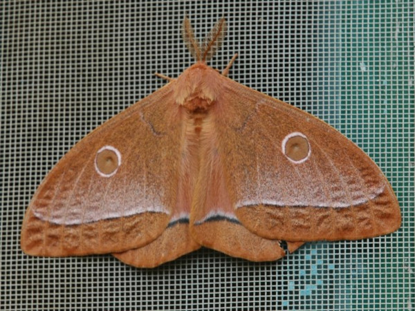 /filer/webapps/moths/media/images/A/aurantiaca_Bunaeopsis_A_Voaden_CAR.jpg