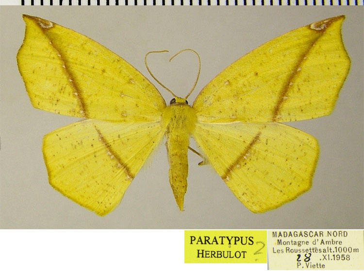 /filer/webapps/moths/media/images/A/aurantiaca_Epigynopteryx_PTF_ZSM_01.jpg
