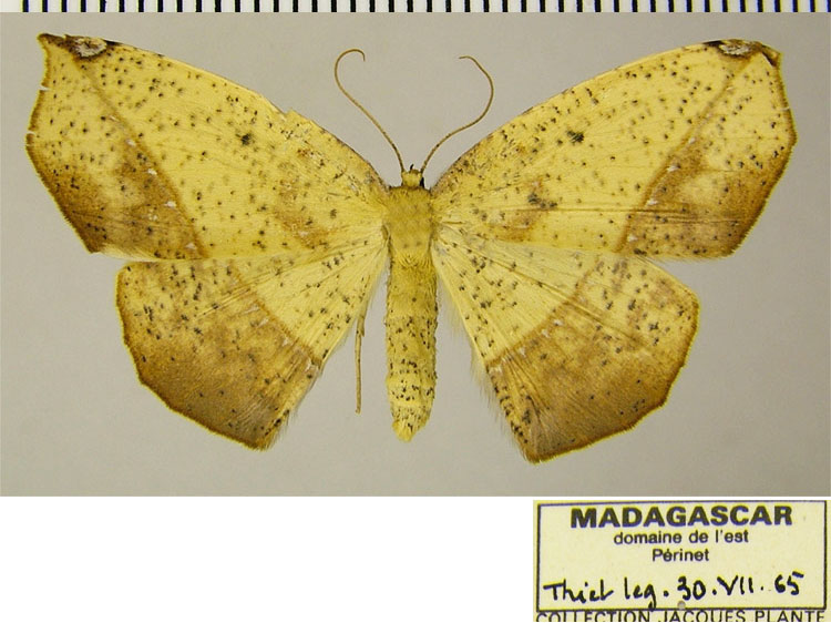/filer/webapps/moths/media/images/A/aurantiaca_Epigynopteryx_PTF_ZSM_02.jpg