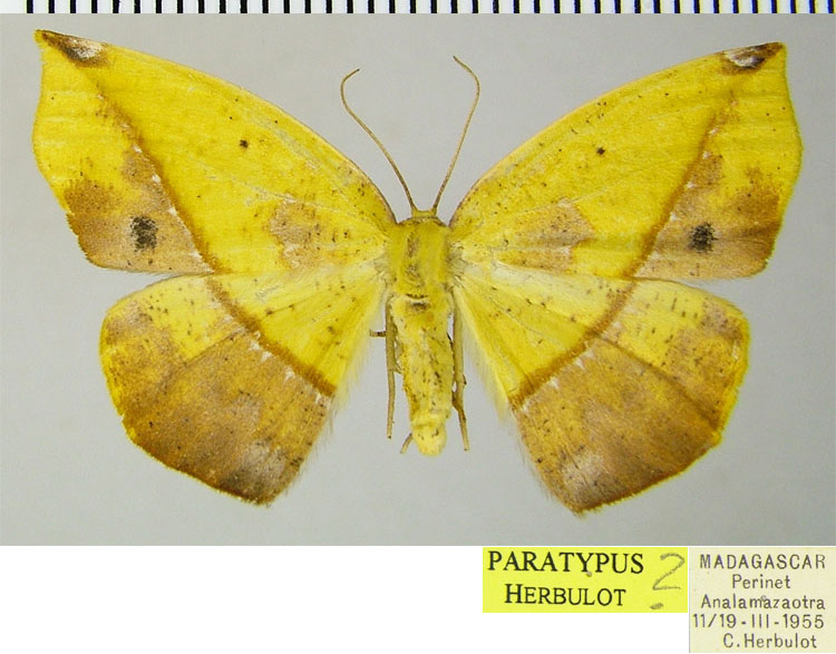 /filer/webapps/moths/media/images/A/aurantiaca_Epigynopteryx_PTF_ZSM_03.jpg