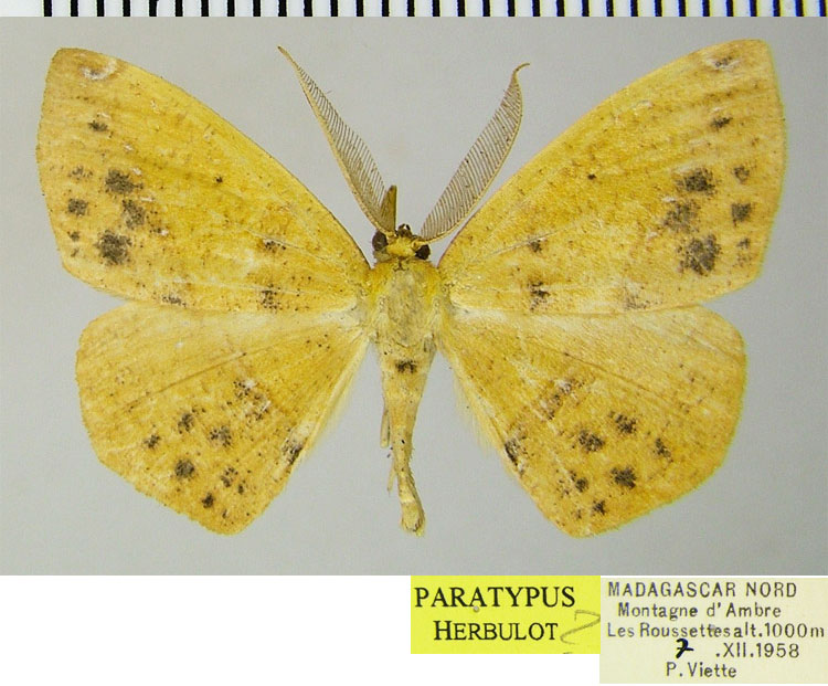 /filer/webapps/moths/media/images/A/aurantiaca_Epigynopteryx_PTM_ZSM.jpg