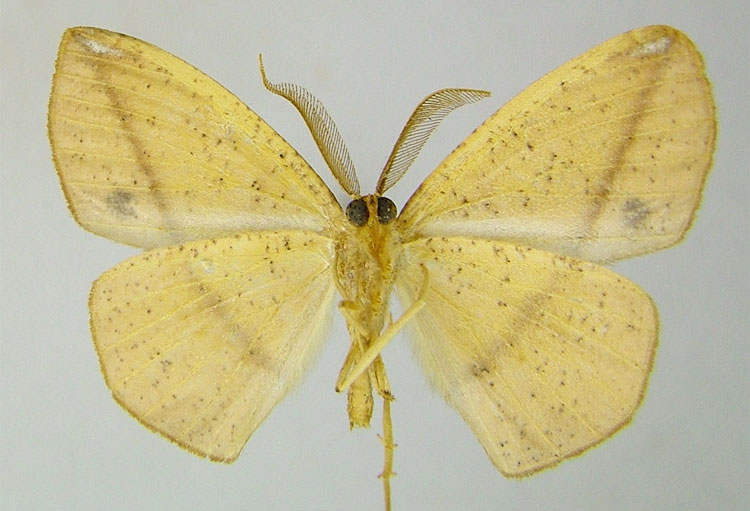 /filer/webapps/moths/media/images/A/aurantiaca_Epigynopteryx_PTM_ZSMb.jpg