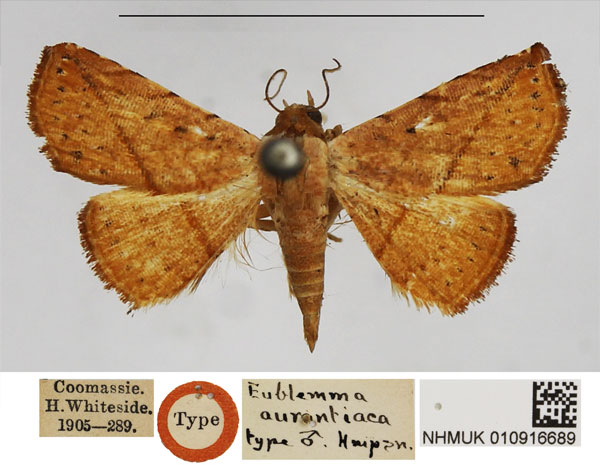 /filer/webapps/moths/media/images/A/aurantiaca_Eublemma_HT_NHMUK.jpg