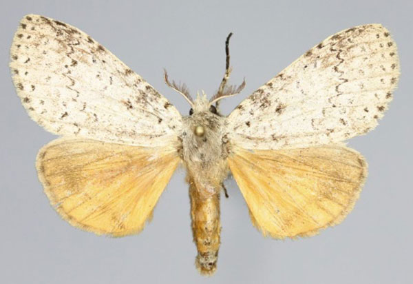 /filer/webapps/moths/media/images/A/aurantiaca_Eudasychira_AM_Romyalda.jpg